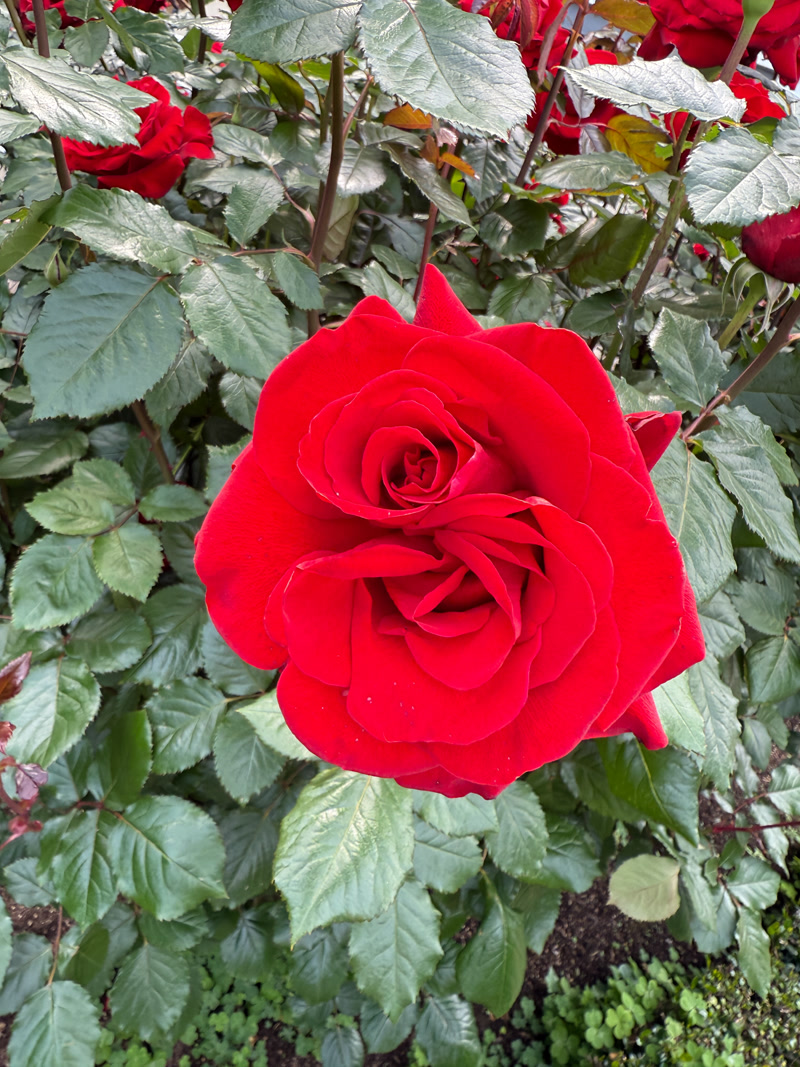 images_051